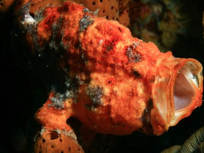 Common Frogfish