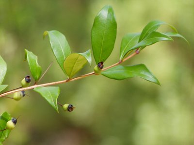 Common Grinner