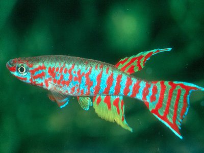 Common Killifish