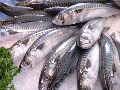 Common Mackerel