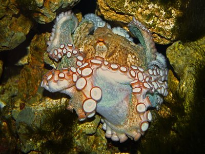 Common Molly