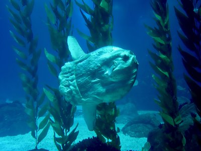 Common Moray Eel