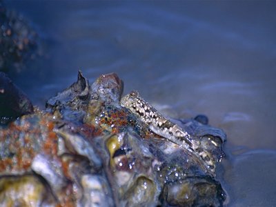 Common Mudskipper