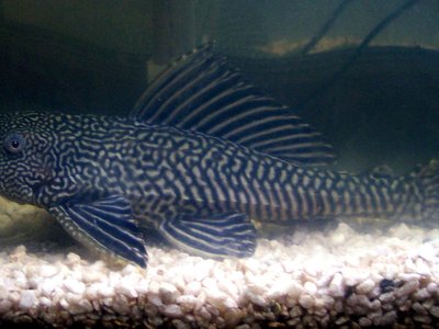 Common Pleco