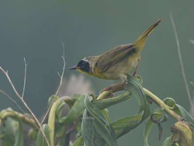 Common Pomfret