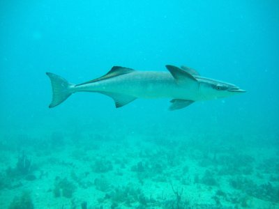 Common Remora