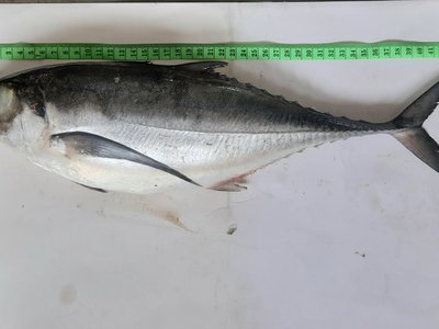 Common Scad