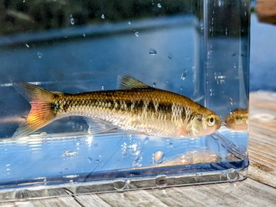 Common Shiner
