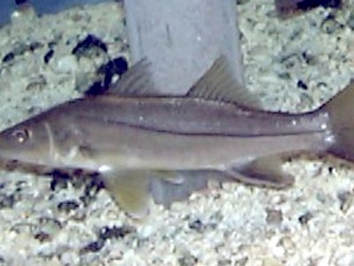 Common Snook