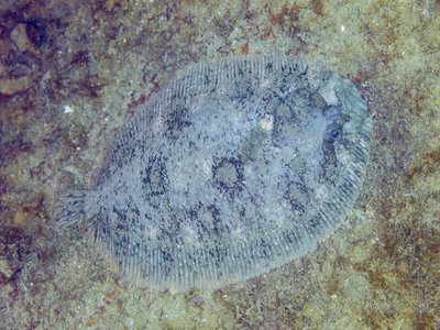 Common Sole