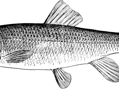 Common Sucker