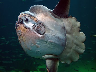 Common Sunfish