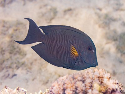 Common Surgeonfish
