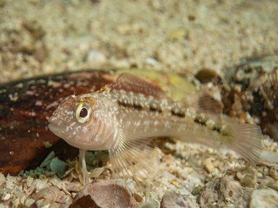 Common Triplefin