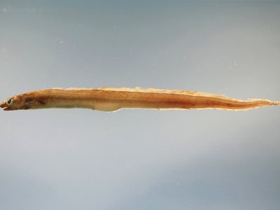 Conger Eel