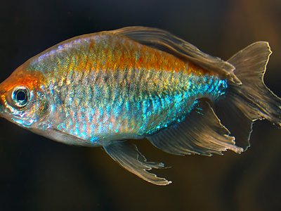 Congo Tetra
