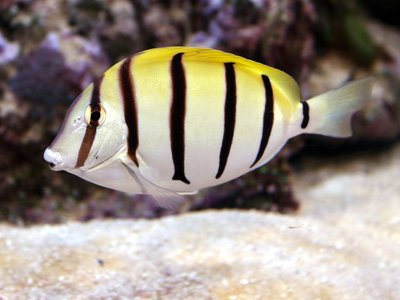 Convict Surgeonfish