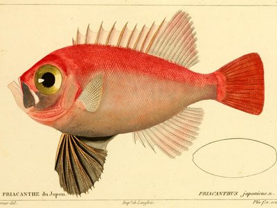 Cookeolus