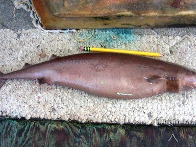 Cookiecutter Shark