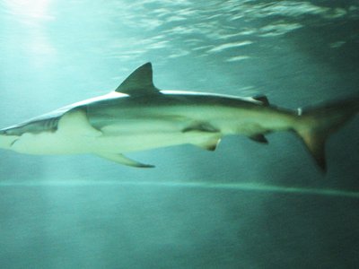 Copper Shark