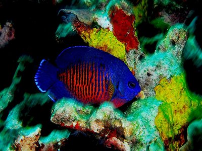 Coral Beauty Angelfish