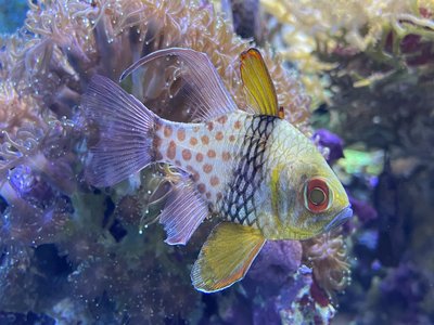 Coral Cardinalfish