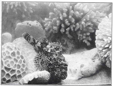 Coral Cod