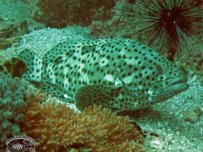 Coral Grouper