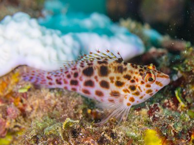 Coral Hawkfish