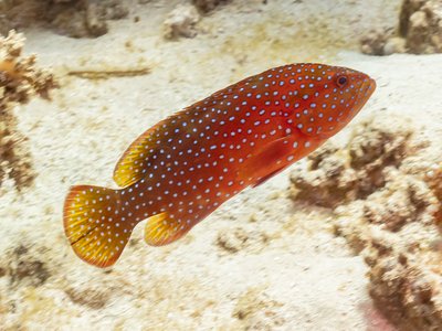 Coral Hind