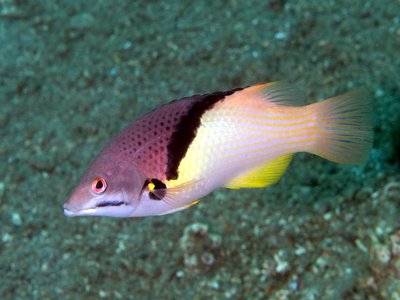 Coral Hogfish