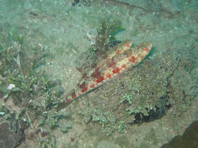 Coral Reef Lizardfish