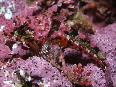 Coralline Sculpin