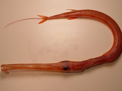 Cornetfish