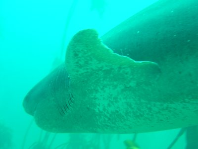 Cow Shark