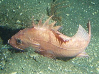 Cowcod