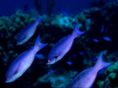 Creole Wrasse
