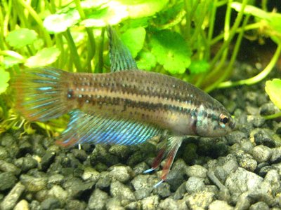 Crescent Betta