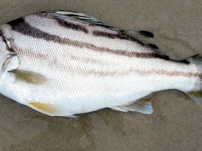 Crescent Perch