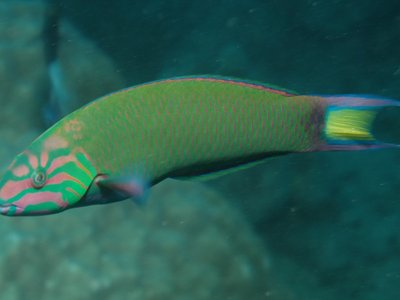 Crescent Wrasse