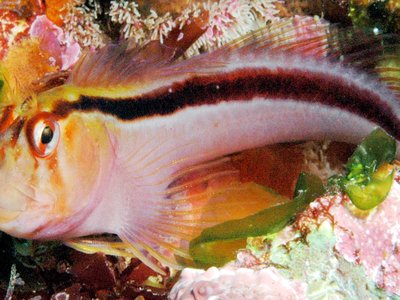 Crested Blenny