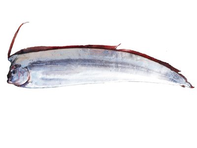 Crested Oarfish