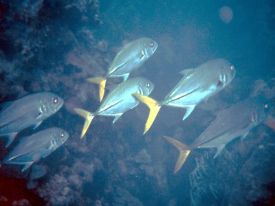 Crevalle Jack