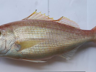 Crimson Jobfish