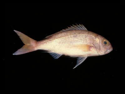 Crimson Snapper