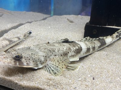 Crocodile Flathead