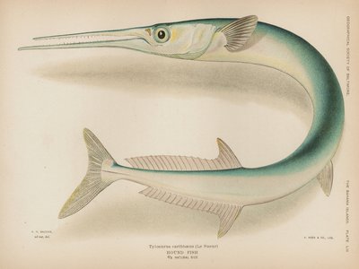 Crocodile Needlefish