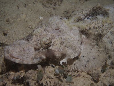 Crocodilefish