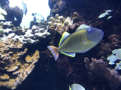 Crosshatch Triggerfish