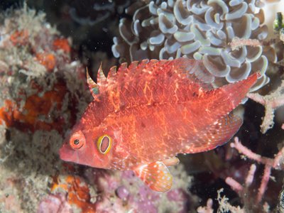 Cryptic Wrasse